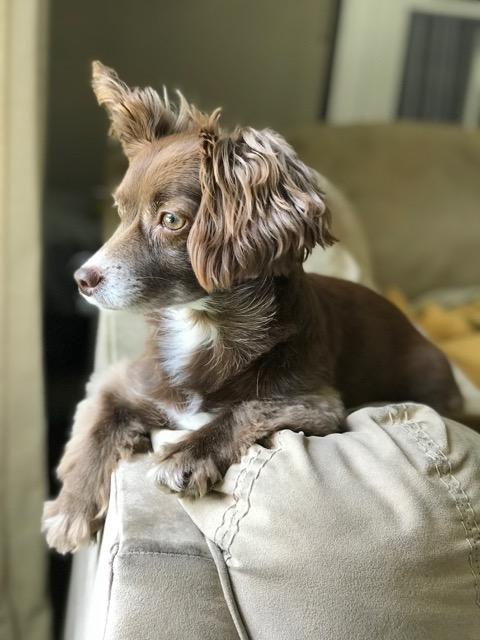 Maple the dog